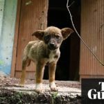 Meet the dogs of Chernobyl - the abandoned pets that formed their own canine community 9 291 meet the dogs of chernobyl the abandoned pets that 1424