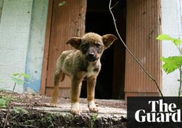 Meet the dogs of Chernobyl - the abandoned pets that formed their own canine community 5 291 meet the dogs of chernobyl the abandoned pets that 1424