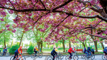 3238 city life cherry blossoms magnolias come into bloo 21 830928 200