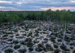 The Dramatic Impact of Illegal Amber Mining in Ukraine’s Wild West 6 3369 the dramatic impact of illegal amber mining in ukr 29 illegal amber mining ukraine hoffmanngsversion1486011954622adapt19001