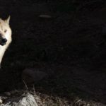 A wolf left its irradiated Chernobyl home. What happens if it mates? 8 409 a wolf left its irradiated chernobyl home what hap https blueprint api productions3amazonawscom uploads story thumbnail 77187 717baa7f 97f1 41c9 8e17 0fffccaef3df