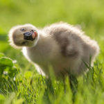 Animal Portraits from Ukrainian Photographer Sergey Polyushko 9 animal portraits sergey polyushko 5 582b05d084f19 880
