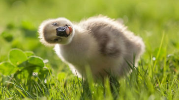 animal portraits sergey polyushko 5 582b05d084f19 880