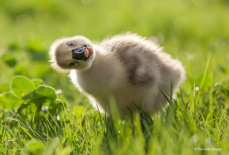 Animal Portraits from Ukrainian Photographer Sergey Polyushko 1 animal portraits sergey polyushko 5 582b05d084f19 880
