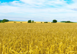 The 10 Most Incredible Landscapes in Ukraine 7 field 2513145 1280