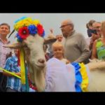 Ukraine's gorgeous goats compete for beauty crown 8 hqdefault 2 1