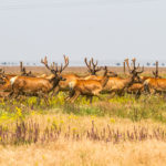 5 Ukrainian Biosphere Reserves You Have to Visit 8 ukraine biosphere