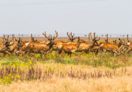 5 Ukrainian Biosphere Reserves You Have to Visit 3 ukraine biosphere