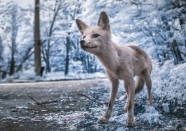 vladimir migutin chernobyl infrared 01