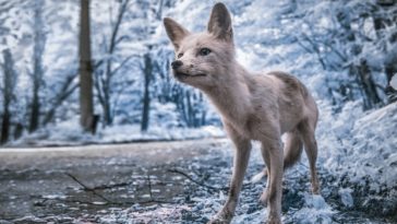 vladimir migutin chernobyl infrared 01