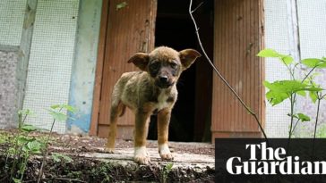 291 meet the dogs of chernobyl the abandoned pets that 1424