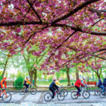 3238 city life cherry blossoms magnolias come into bloo 21 830928 200