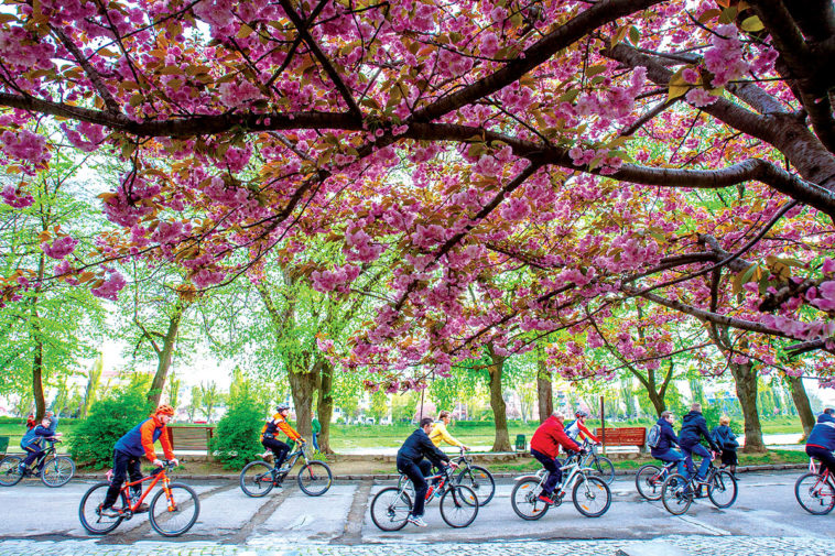 3238 city life cherry blossoms magnolias come into bloo 21 830928 200