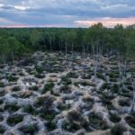 3369 the dramatic impact of illegal amber mining in ukr 29 illegal amber mining ukraine hoffmanngsversion1486011954622adapt19001