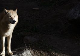 409 a wolf left its irradiated chernobyl home what hap https blueprint api productions3amazonawscom uploads story thumbnail 77187 717baa7f 97f1 41c9 8e17 0fffccaef3df