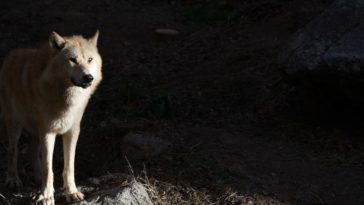 409 a wolf left its irradiated chernobyl home what hap https blueprint api productions3amazonawscom uploads story thumbnail 77187 717baa7f 97f1 41c9 8e17 0fffccaef3df