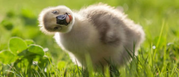 animal portraits sergey polyushko 5 582b05d084f19 880